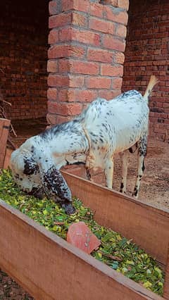 Qurbani