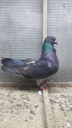King size fancy male for sale.