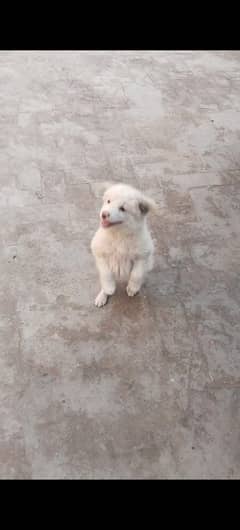 Russian puppay for sale