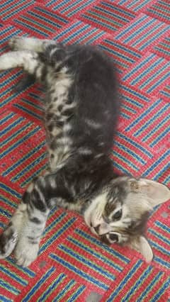 Cats