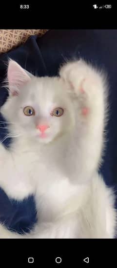 Persian kitten contact no. 03038500668