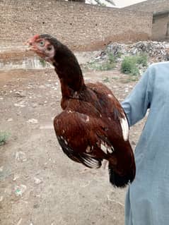 aseel