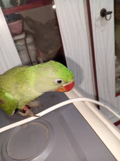 raw parrot