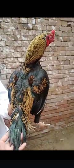breeder aseel jawa murga