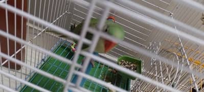 Raw parrot chick