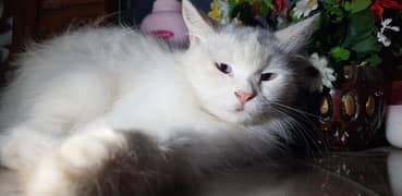 Persian in Pair