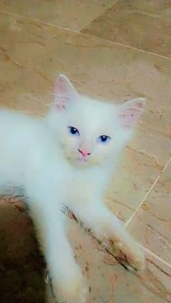 Persian cat