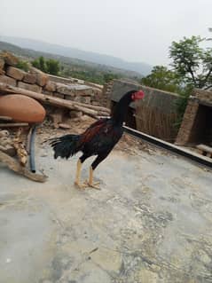 shamo + zardari cross