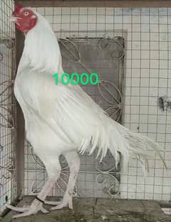 heera