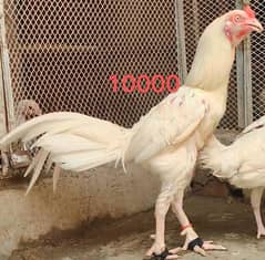 heera