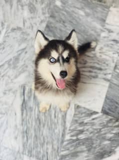 Husky puppy odd eyes