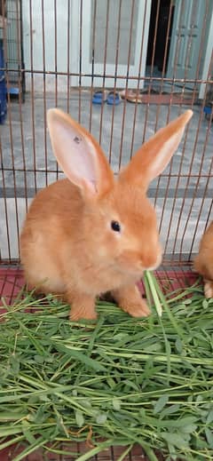 Red New Zeland Rabbit
