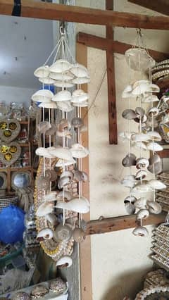 home decore of sea shells