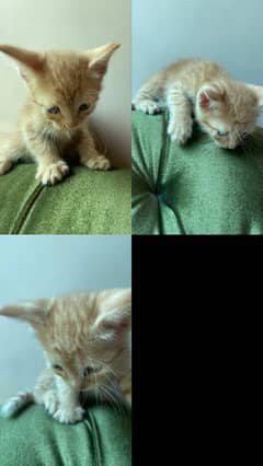 Litter trained Ginger Persian british shorthair cat for sale