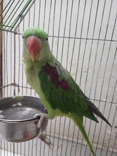 green