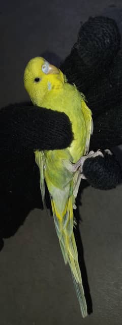 Budgies King size breeder