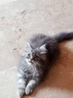 persion kittens