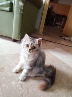 persion kitten
