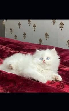 Persian cat beautiful My what's no 0329__1689168
