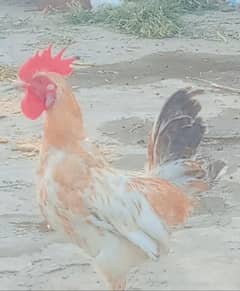Active HeN