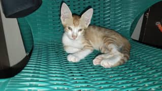 kitty 