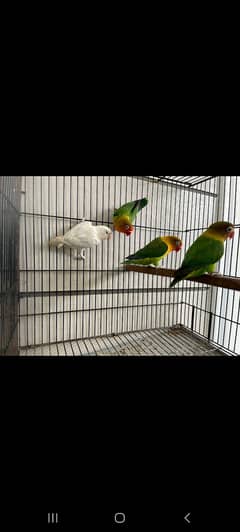 Lovebirds,Australian Breeder pair