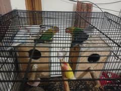 love birds 4 pairs