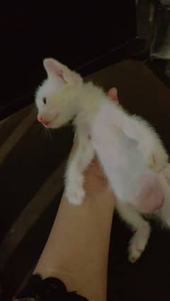 kitten