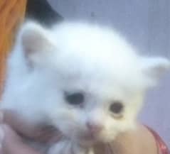 cat saling