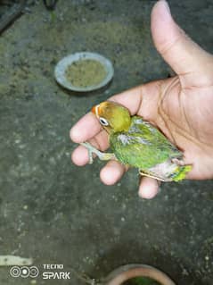 cocktail chick  fown color