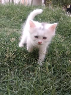 Fluffy Little Prince – Male Kitten for Sale must watch!
