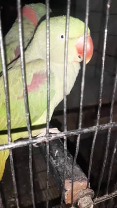 Breeding  pair of Raw parrot for sale, young Healthy broughtup at ome.