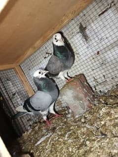 dobaz pair for sale