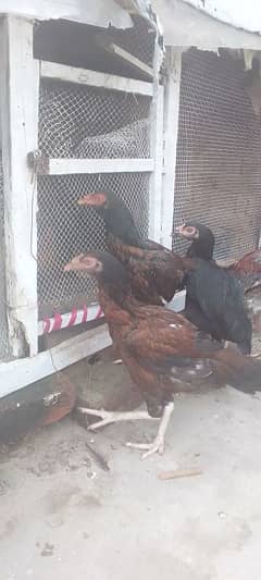 بہت ہی بہترین کولٹی کی اصیل مرغیاں گھر کی پلی ہوئی ہیں
