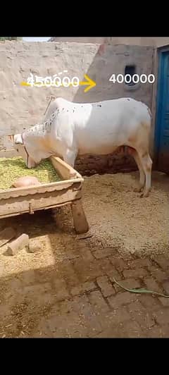 Tala