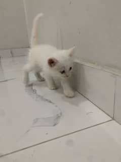 Cata paper