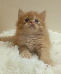 persian /triple coat/ punch face/  male/female kitten