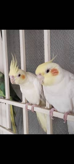 Talkative