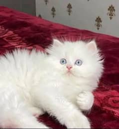 Persian cat beautiful My what's no 0329__1689168