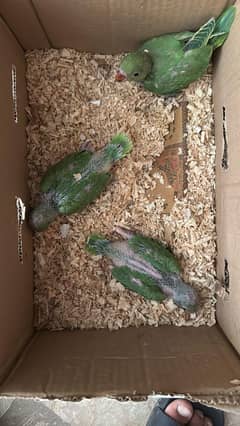 ringneck , pahari chicks
