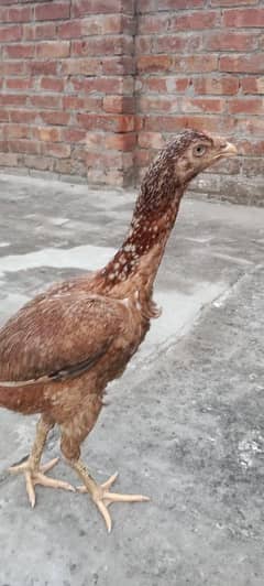 aseel mainwali pair sale fully health and active best blood