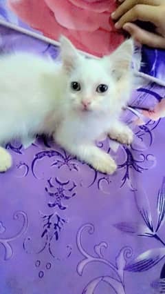 Baby Cat