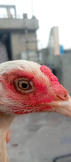 white black eyes female