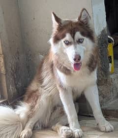 HUSKY WOOLY COAT DOG | VACCINATED | VERY BEAUTIFUL PLAYFUL DOG