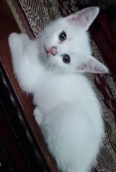 American cat  2months Triple coded