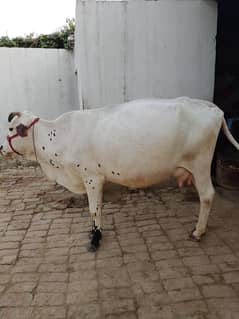 cow with female child