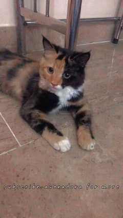 Adorable Persian Kitten Available for Adoption!