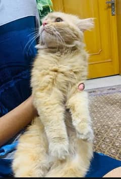 male  persion cat