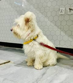 Shihtzu