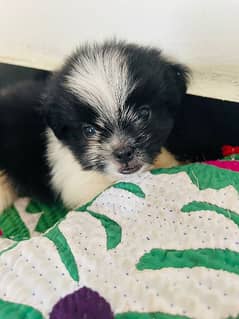 shihtzu / shidzu / shihtzu puppy
